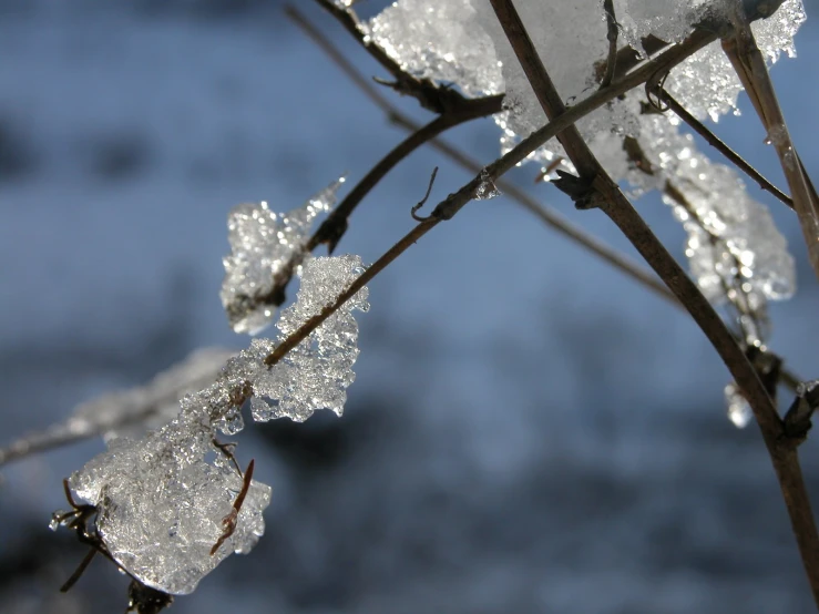 a small tree nch is covered in frost