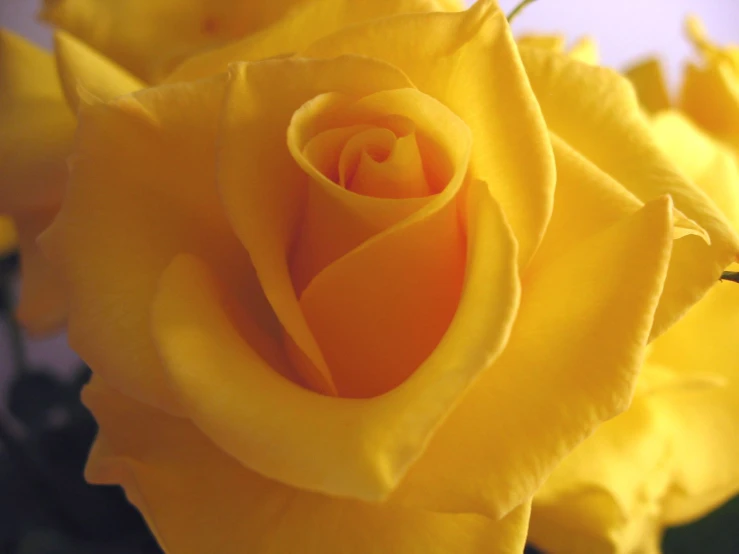 the center of a yellow rose on display