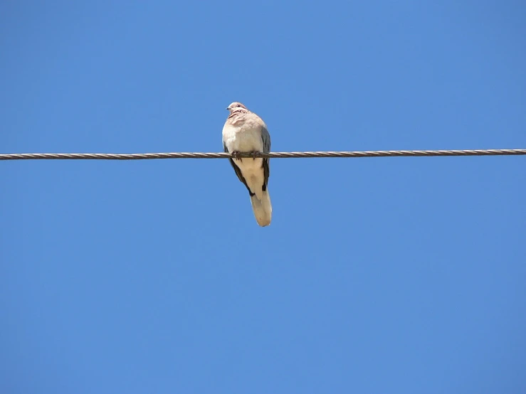 a couple of birds standing on top of a power line