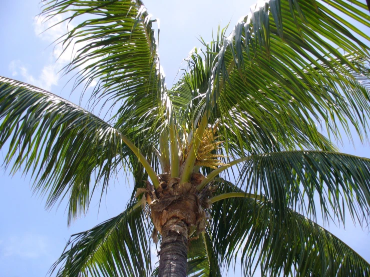 a tropical tree against the blue sky, is shown