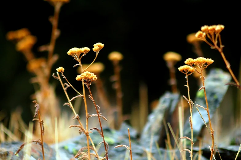 some yellow flowers sitting in the grass near rocks