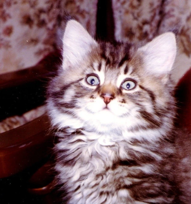 a cat with blue eyes sitting on a table