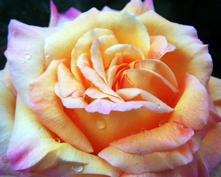 the pink and white rose has raindrops on it