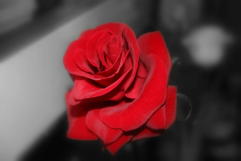 a red rose is shown in this black and white po