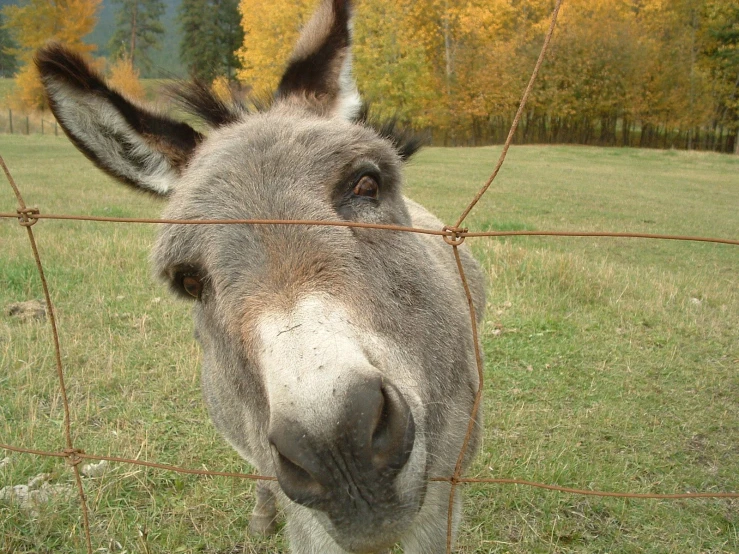 an adult donkey looking over the fence towards the camera