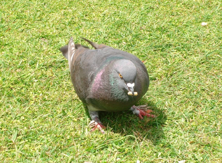 a bird sitting in the grass with it's front paws on its face