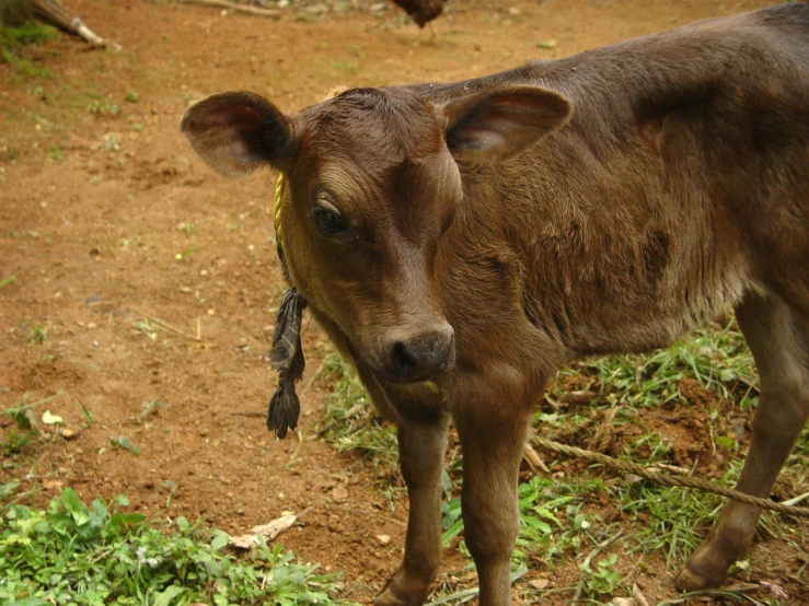 a baby calf stands in the dirt next to grass
