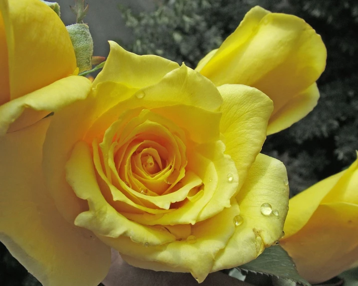 a close up of yellow flowers with rain droplets on it