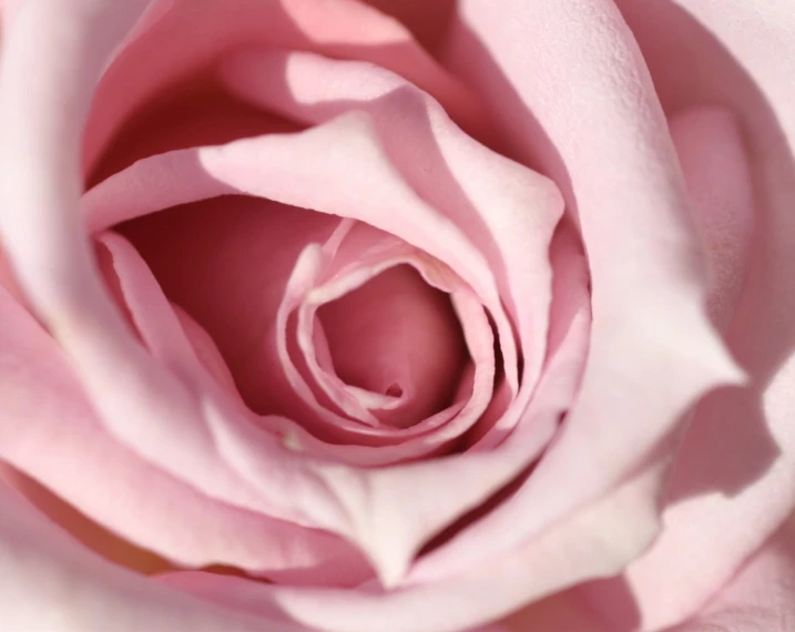 this pink rose looks pretty with white stipple