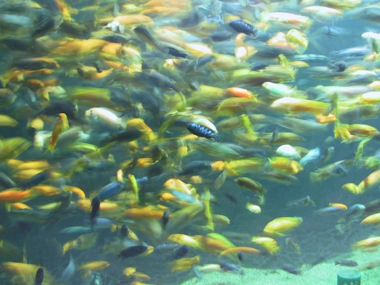 many fish swimming in a large pond of water