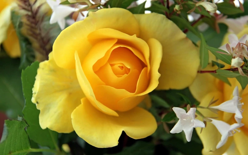 yellow rose with white petals and leaves closeup