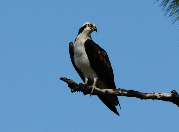 a large bird sitting on a nch looking up