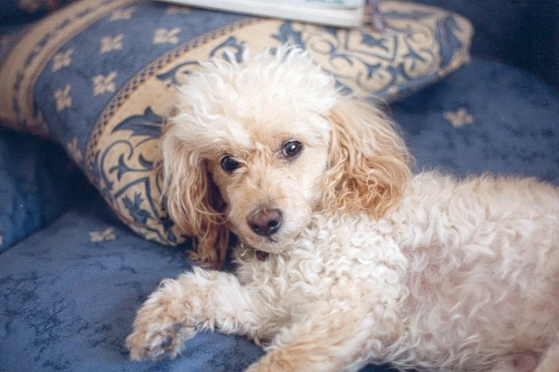 a small white dog laying on a blue couch