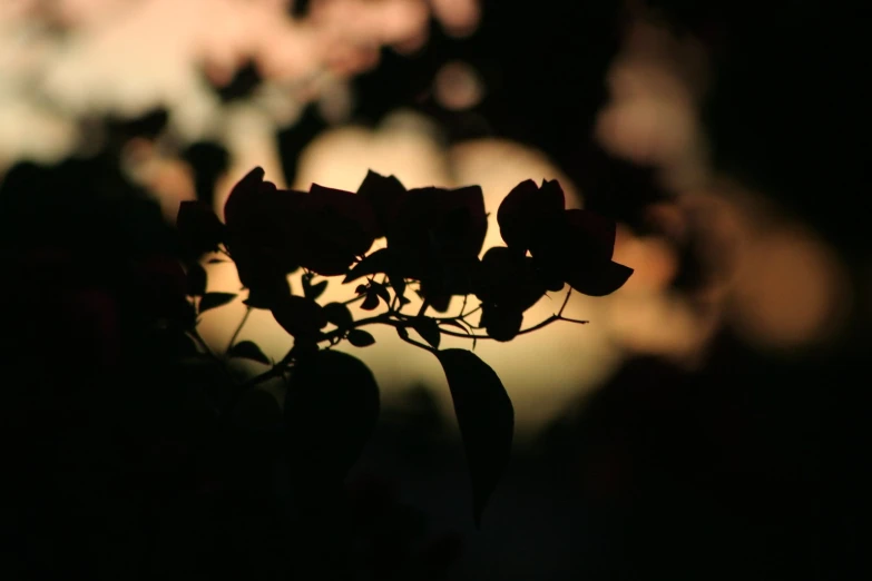 a bush with flowers is in the shadow