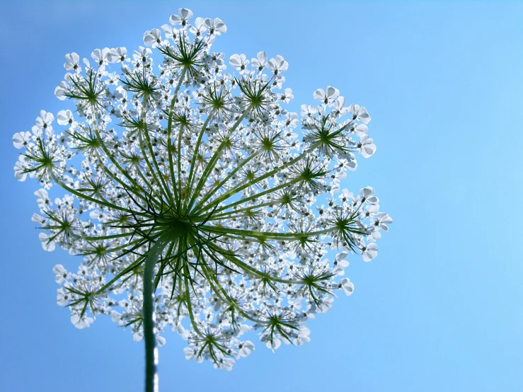 a flower with petals on a clear day