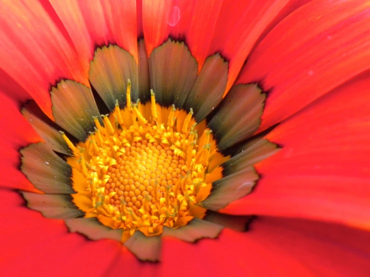 an orange flower that has pink petals