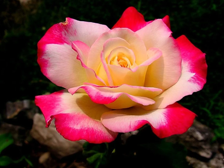 a pink and white rose blooming in a garden