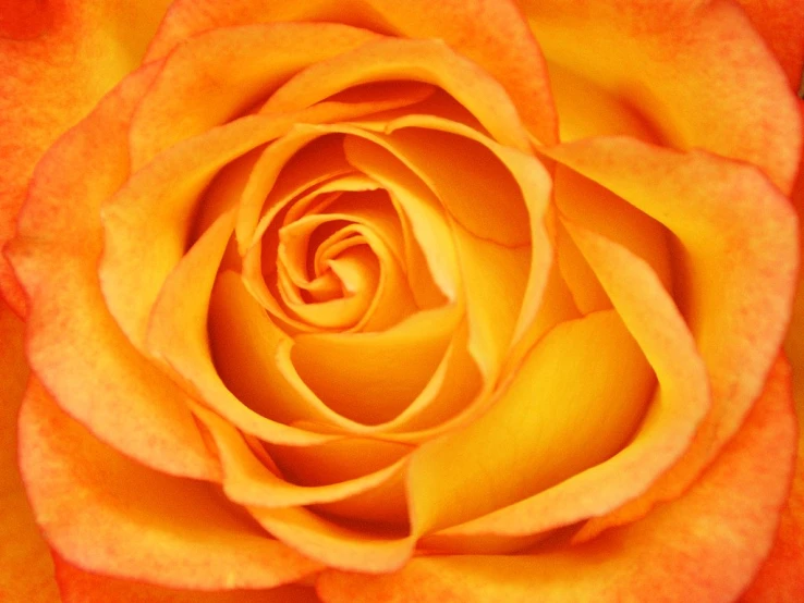 closeup of an orange rose with a budding