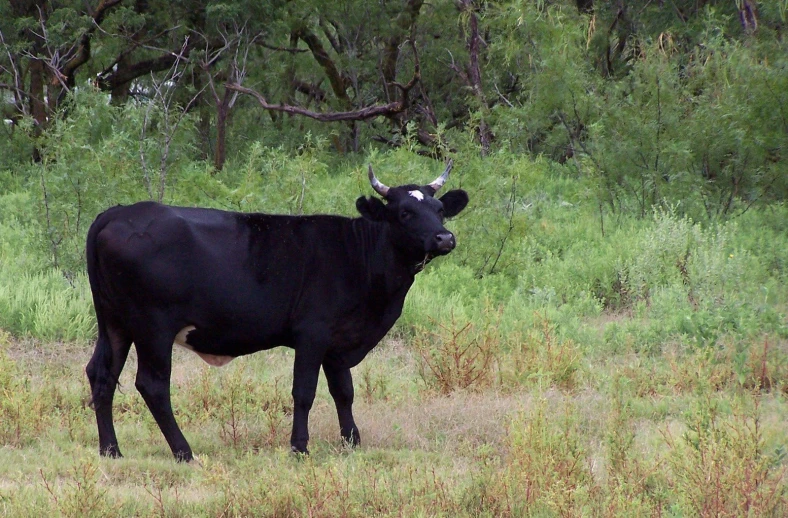 a black cow is standing in a field