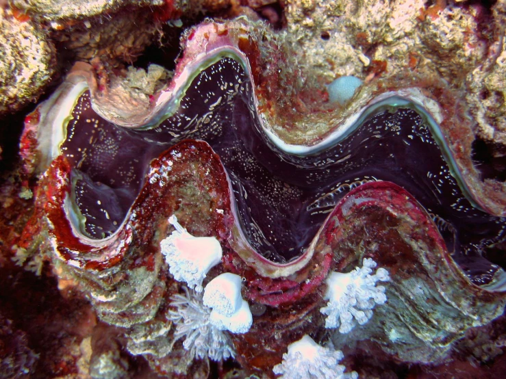 a black, white and red substance in the center of some coral