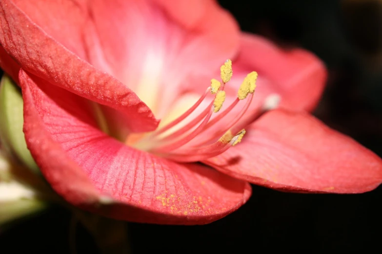 an image of closeup of flower petals in the sun