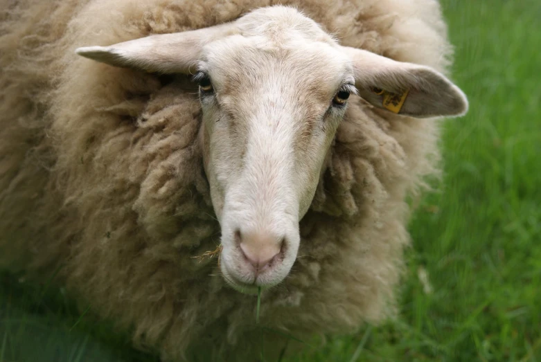 a large sheep standing on top of a grass covered field