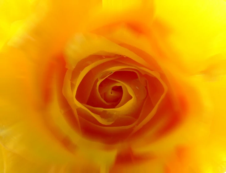 a yellow flower with a white center and a long center