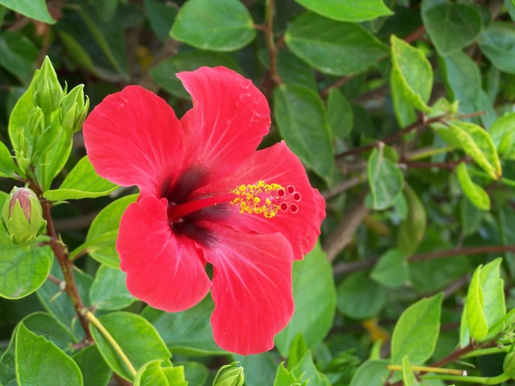 a red flower is surrounded by green leaves