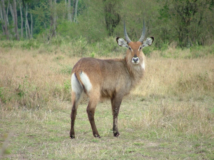 a close up of a goat in the grass