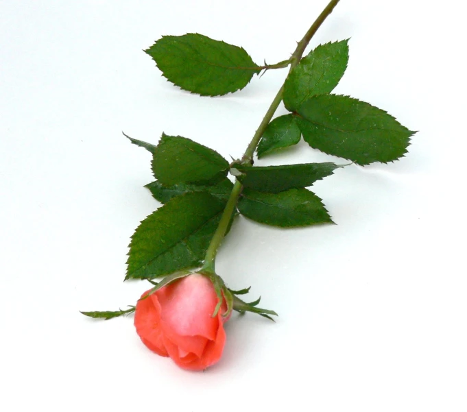 a red rose flower resting on the stem of it's green leaves