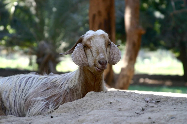 a close up of a goat laying on a dirt field