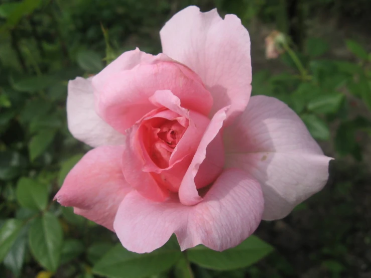 the pink rose is blooming in the green yard