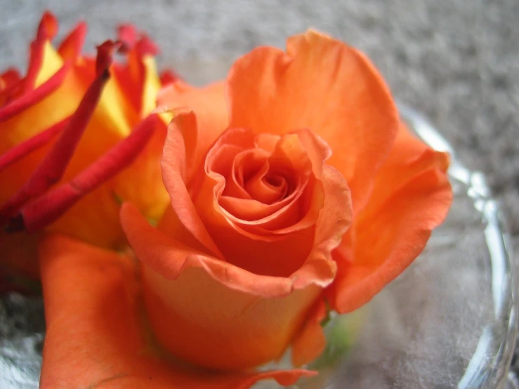 two orange roses in a glass bowl on a table