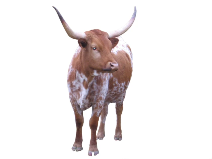 a very cute brown and white cow with horns