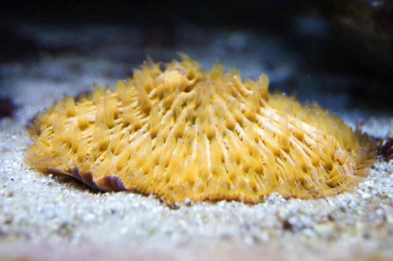 yellow coral spiky crust with a light blue background