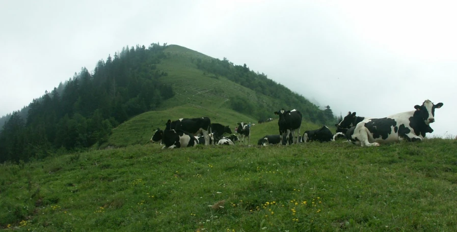 several cows sit and graze on a hilly green hill