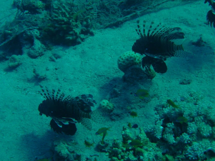 several fish and seaweeds on the bottom of a ship