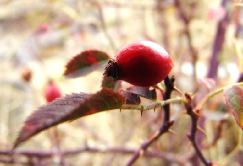 a red leafed nch with very ripe berries