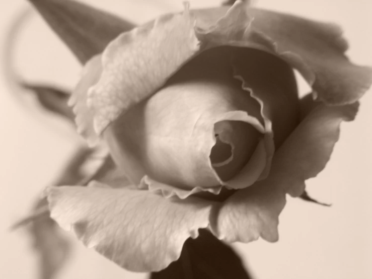 a beautiful single rose is in this black and white po