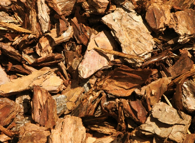 a bird perched on top of a pile of wood chips