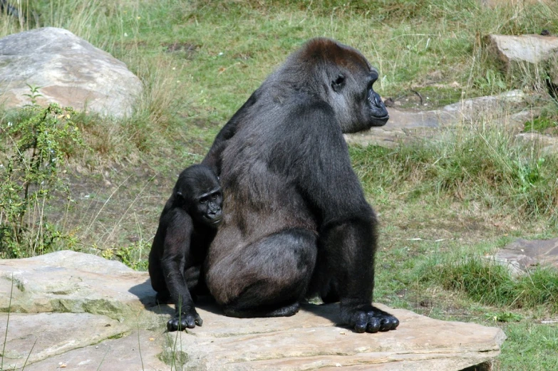 a mother and baby gorilla are sitting on a rock