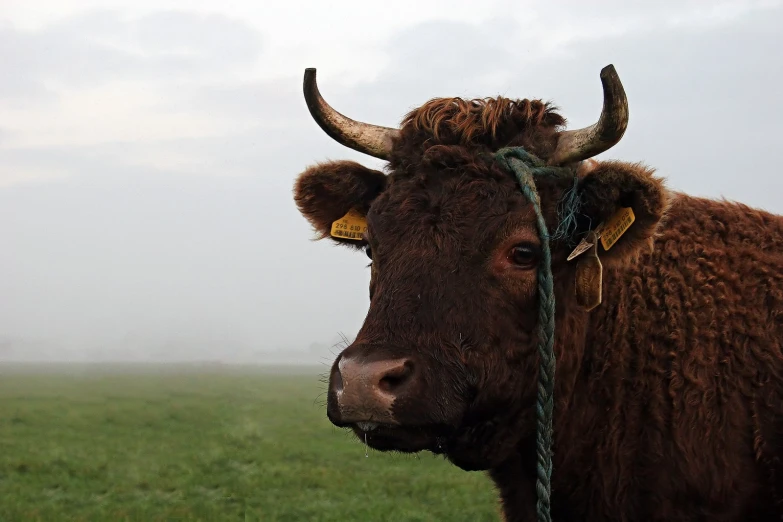 a cow with big horns on a foggy day