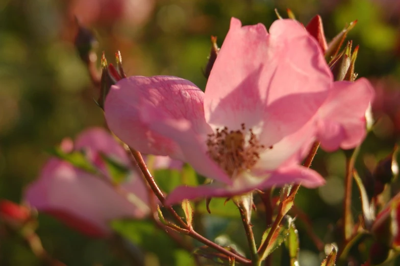 a close up view of a flower that is pink