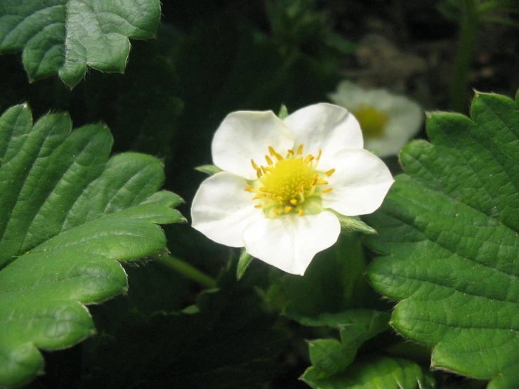 the white flowers and leaves on the ground are not very blooming