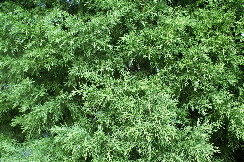 a tall evergreen tree with lots of green leaves