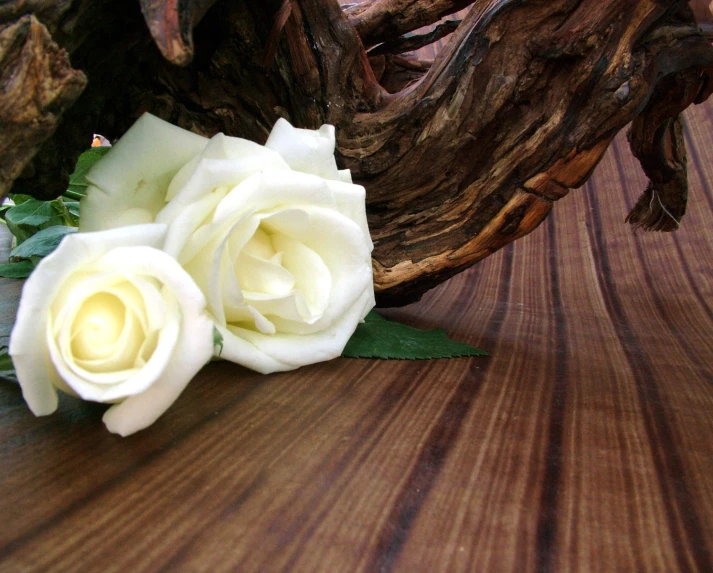 a close up image of two white roses on a wood table