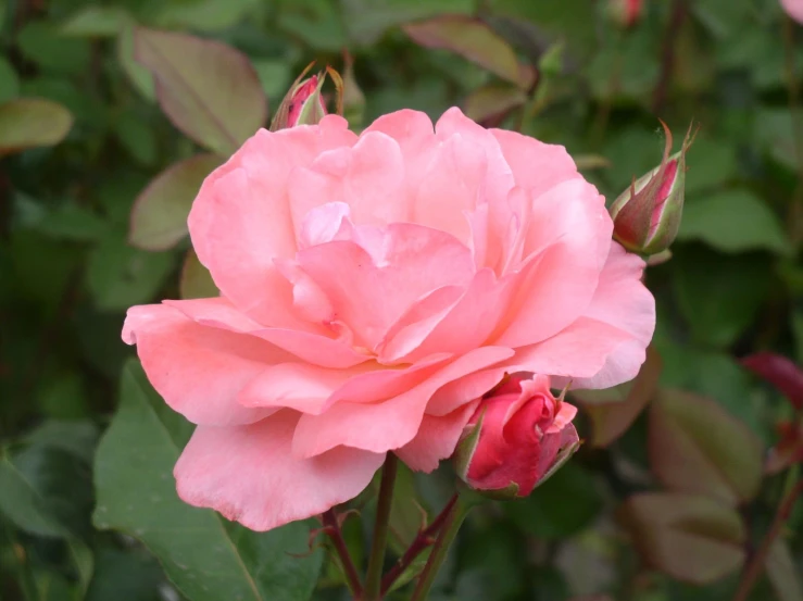 an open flower with many pink flowers around