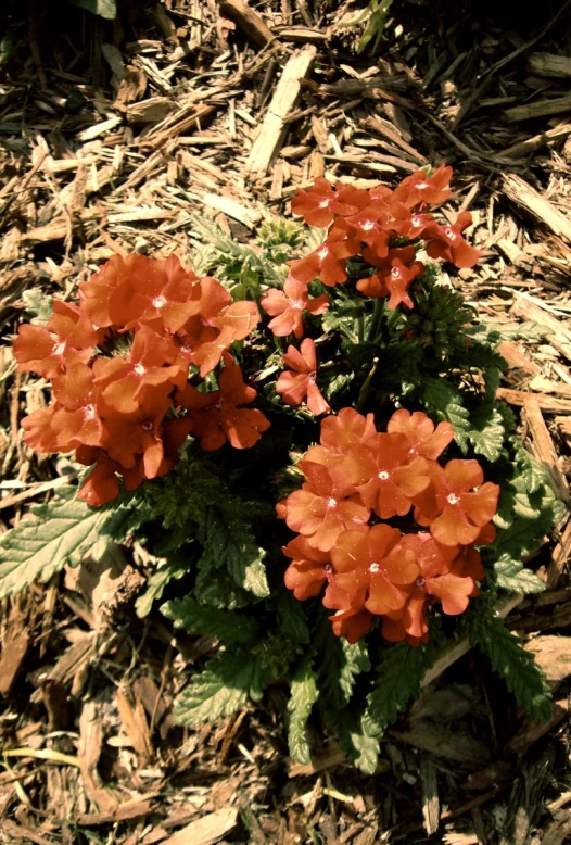 an orange flower is in the middle of the ground