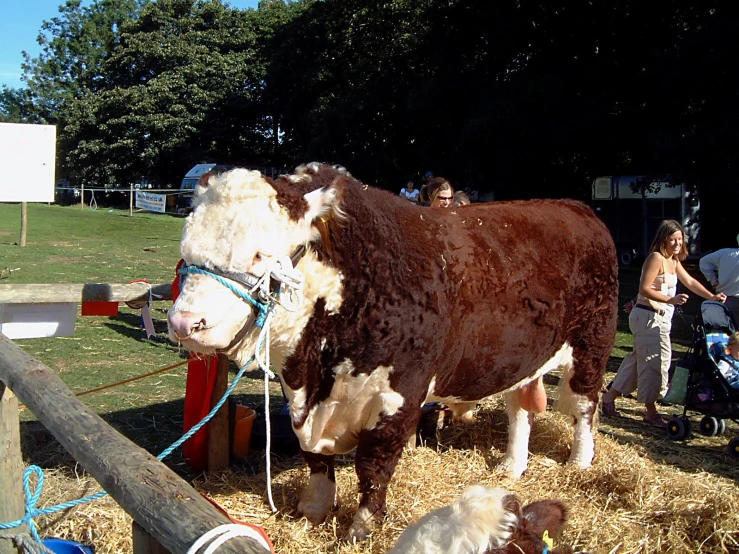 a brown and white cow tied up with leash