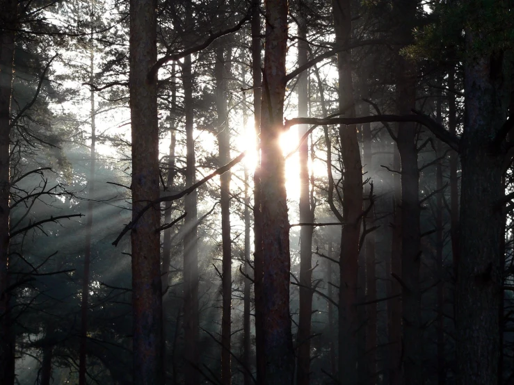 the sun shines through trees in a forest